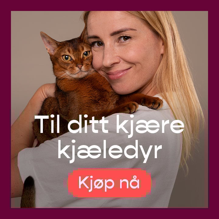 promotion banner