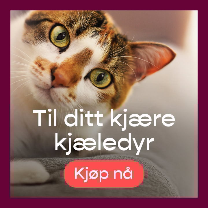 promotion banner